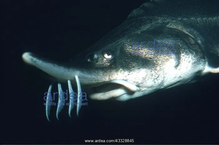 : STURGEON - shows 4 barbels in front of mouth : STURGEON - shows 4 barbels in front of mouth