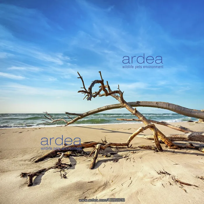 : Sturmische Ostsee im Winter, Strand mit entwurzeltem : Sturmische Ostsee im Winter, Strand mit entwurzeltem