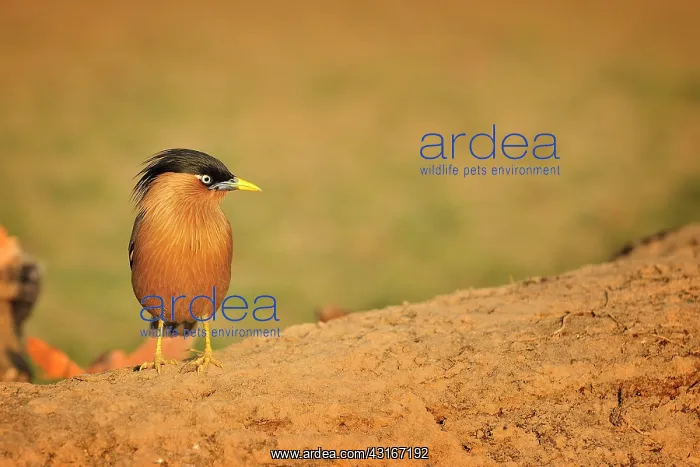 : Sturnus pagodarum Sturnus : Sturnus pagodarum Sturnus