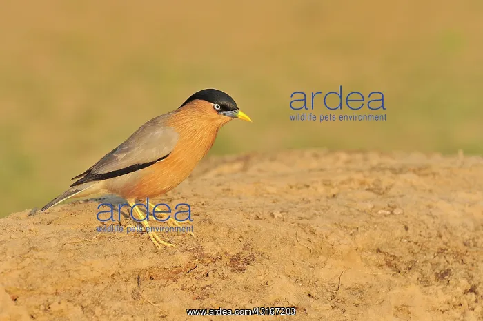 : Sturnus pagodarum Sturnus : Sturnus pagodarum Sturnus