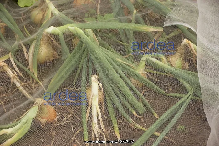 : Sturon onions protected from pests by fine gauze : Sturon onions protected from pests by fine gauze