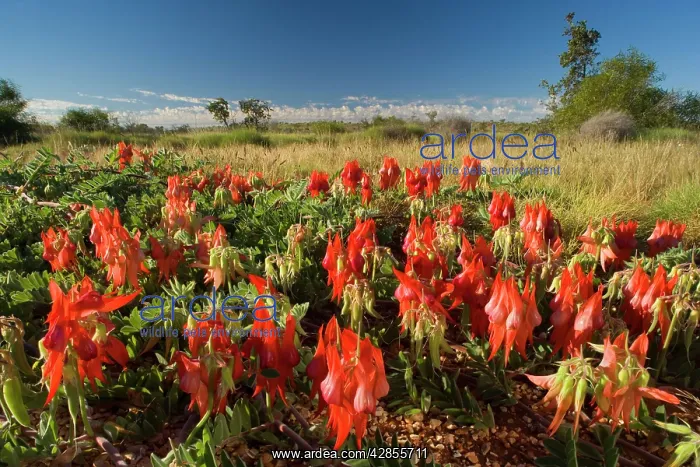 : Sturt's Desert Pea : Sturt's Desert Pea