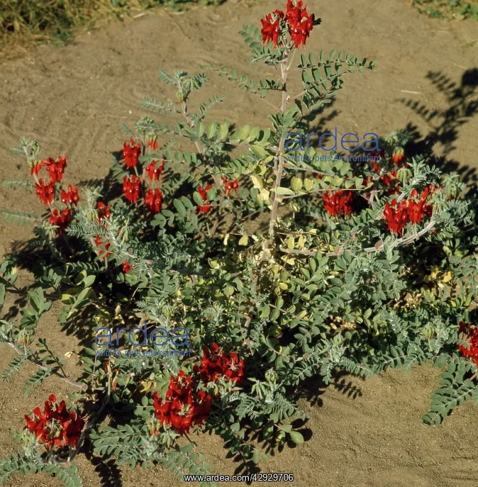  : STURT'S DESERT PEA