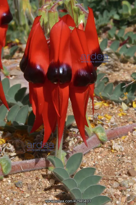 : Sturts Desert Pea : Sturts Desert Pea