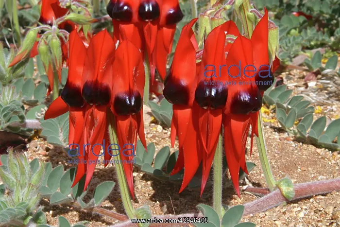 : Sturts Desert Pea : Sturts Desert Pea