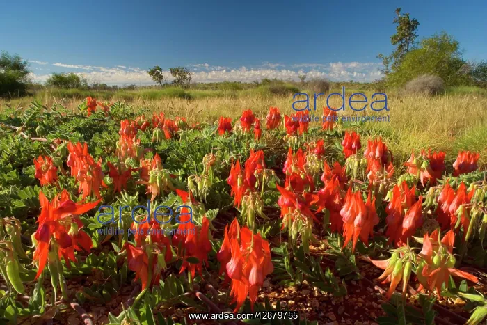 : Sturt's Desert Pea - brightly red coloured blossoms : Sturt's Desert Pea - brightly red coloured blossoms
