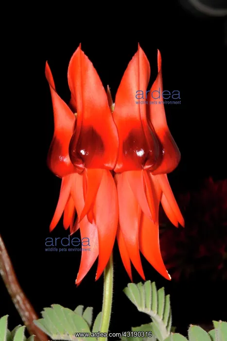 : Sturts Desert Pea (Swainsona formosa) on black : Sturts Desert Pea (Swainsona formosa) on black