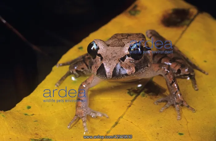 : Stuttering frog : Stuttering frog