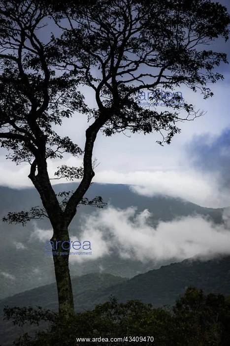 : Stylized vista, Blue Ridge Parkway, Smoky Mountains, USA : Stylized vista, Blue Ridge Parkway, Smoky Mountains, USA