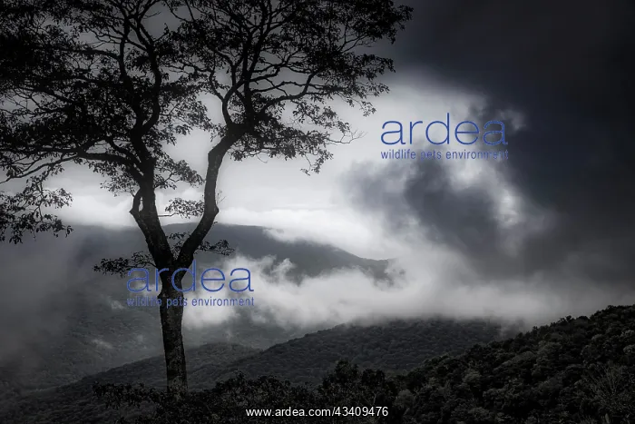 : Stylized vista, Blue Ridge Parkway, Smoky Mountains, USA : Stylized vista, Blue Ridge Parkway, Smoky Mountains, USA