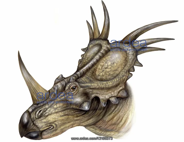 : Styracosaurus : Styracosaurus
