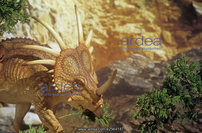  : Styracosaurus browsing