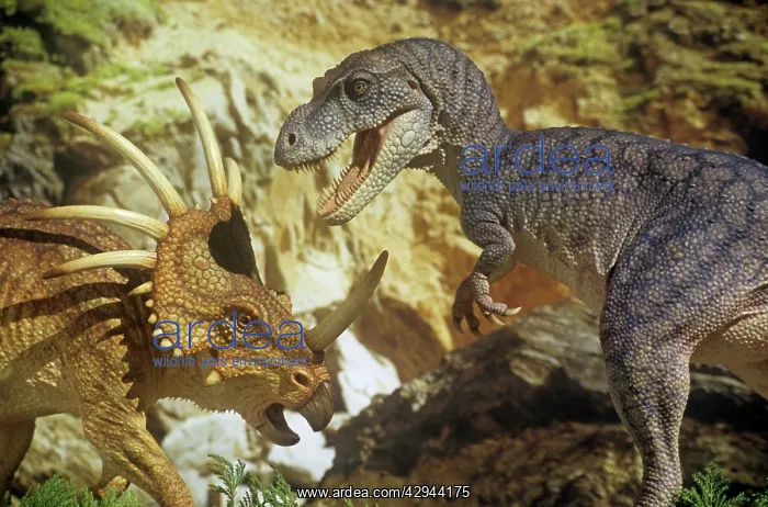 : Styracosaurus jousts with an Albertosaurus : Styracosaurus jousts with an Albertosaurus