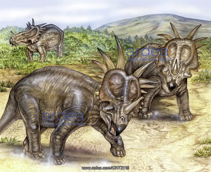: Styracosaurus using frill : Styracosaurus using frill