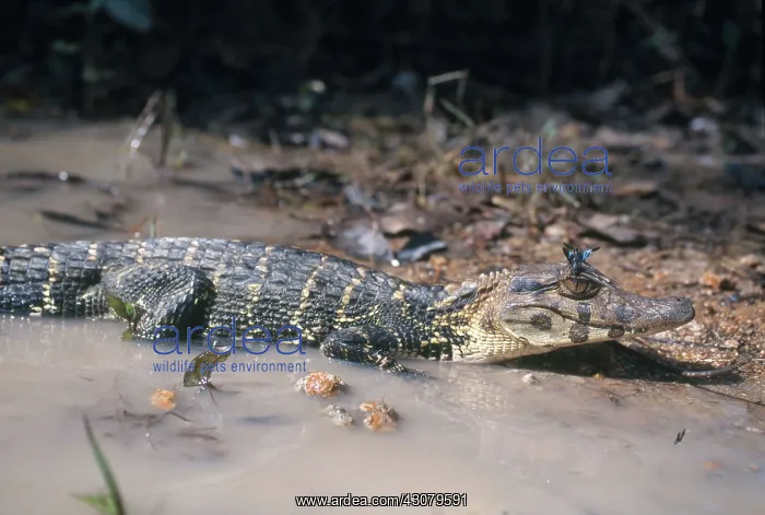: Sub-adult Black Caiman : Sub-adult Black Caiman