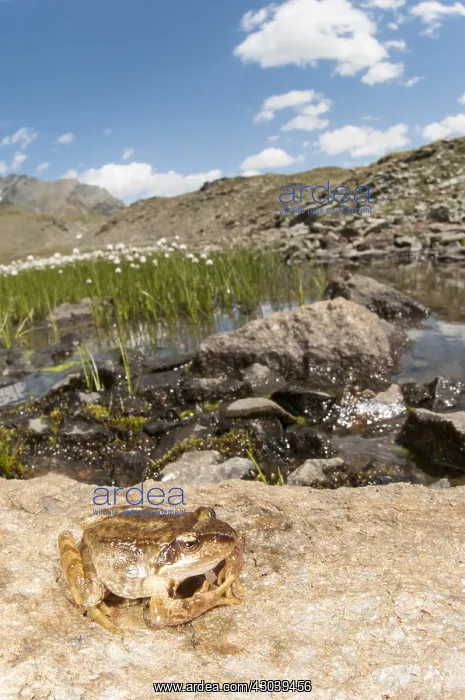 : Sub adult of common frog (Rana temporaria) resting : Sub adult of common frog (Rana temporaria) resting