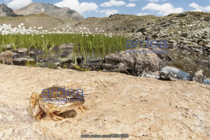 : Sub adult of common frog (Rana temporaria) resting : Sub adult of common frog (Rana temporaria) resting