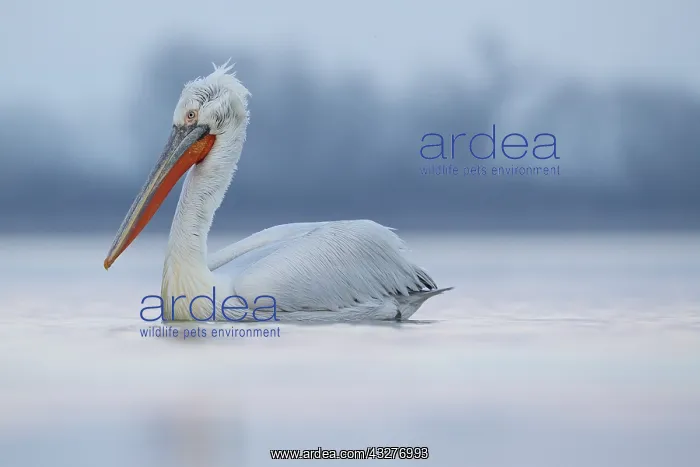 : A sub-adult Dalmatian Pelican (Pelecanus crispus) : A sub-adult Dalmatian Pelican (Pelecanus crispus)