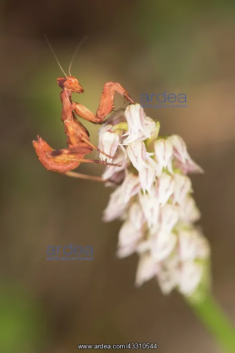 : Sub adult female of European dwarf mantis (Ameles : Sub adult female of European dwarf mantis (Ameles