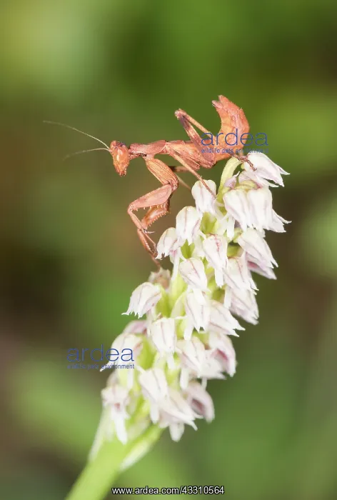 : Sub adult female of European dwarf mantis (Ameles : Sub adult female of European dwarf mantis (Ameles