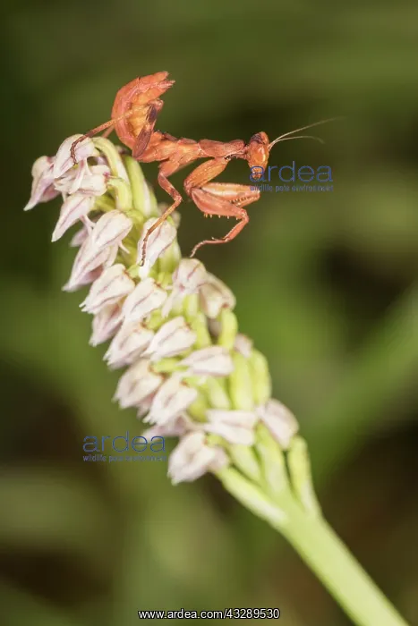 : Sub adult female of European dwarf mantis (Ameles spallanzan : Sub adult female of European dwarf mantis (Ameles spallanzan
