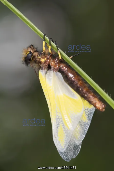 : Sub adult female of owly sulphur (Libelloides coccajus) : Sub adult female of owly sulphur (Libelloides coccajus)