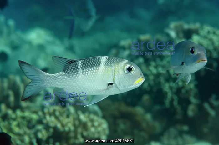  : Sub-adult Humpnose Bigeye Bream