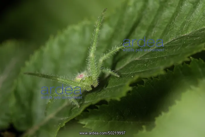 : Sub adult male of green hairy crab spider (Heriaeus hirtus) resting on leaf in defensive posture, Liguria, Italy : Sub adult male of green hairy crab spider (Heriaeus hirtus) resting on leaf in defensive posture, Liguria, Italy