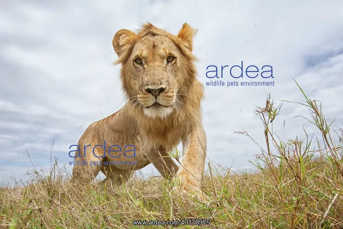 : Sub-adult male Lion (Panthera leo) walking : Sub-adult male Lion (Panthera leo) walking