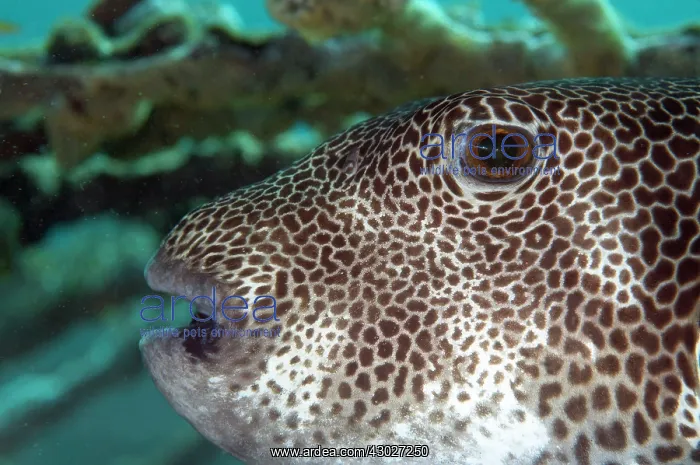 : Sub-adult Star Puffer Seraya shore dive, Bali, Indonesia : Sub-adult Star Puffer Seraya shore dive, Bali, Indonesia