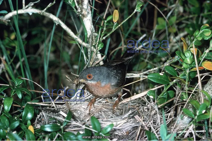 : Sub-alpine Warbler - in nest : Sub-alpine Warbler - in nest