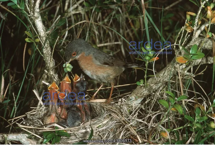  : SUB ALPINE WARBLER - at nest, feeding young with