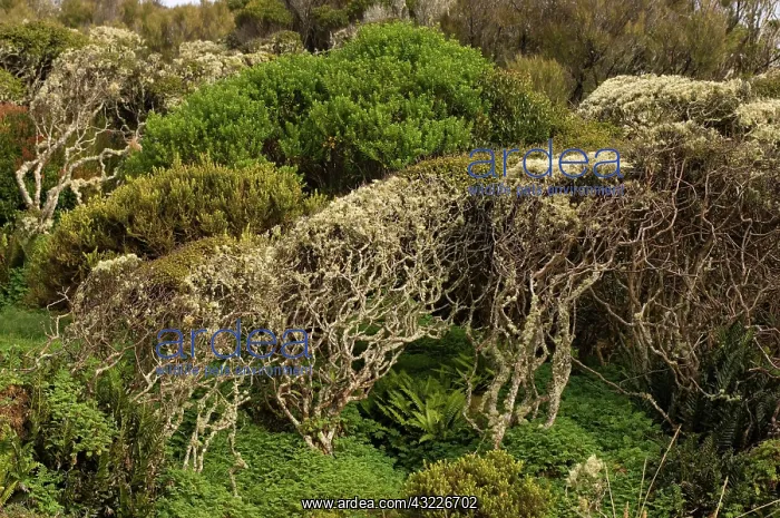 : Sub-antarctic Auckland Islands group, Enderby : Sub-antarctic Auckland Islands group, Enderby