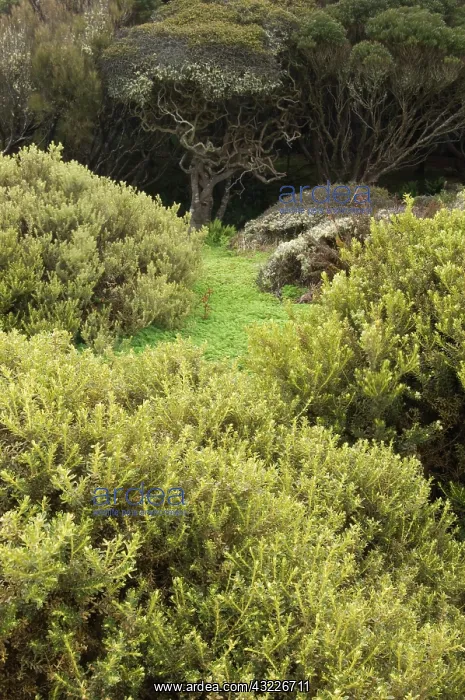 : Sub-antarctic Auckland Islands group, Enderby : Sub-antarctic Auckland Islands group, Enderby