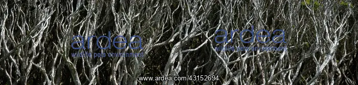 : Sub-Antarctic Rata forest close-up panoramic of distorted sh : Sub-Antarctic Rata forest close-up panoramic of distorted sh
