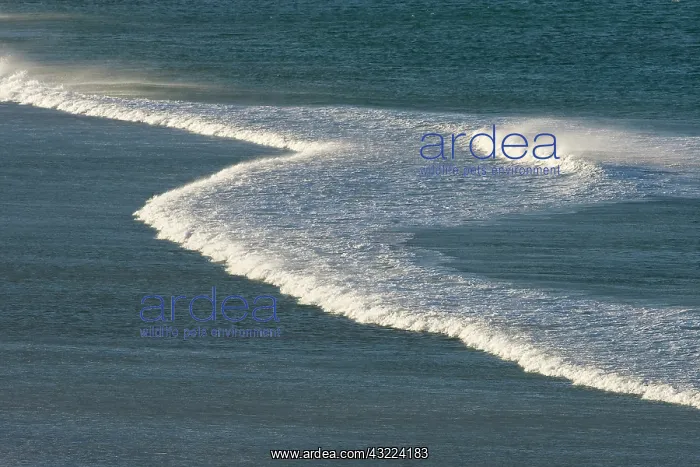 : Sub-Antarctica, Sub-Antarctic Island, Falkland : Sub-Antarctica, Sub-Antarctic Island, Falkland