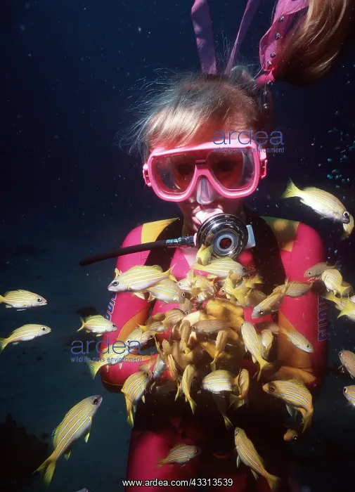 : Suba Diver with 5-lined Perch : Suba Diver with 5-lined Perch