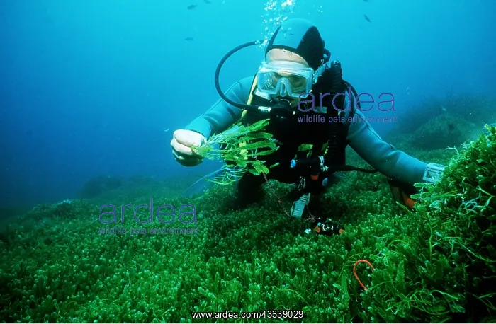 : SUBA DIVER COLLECTING ALGAE, Green death : SUBA DIVER COLLECTING ALGAE, Green death