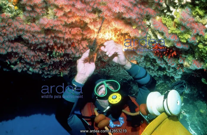 : Suba Diver collecting coral under licence - Ceiling : Suba Diver collecting coral under licence - Ceiling