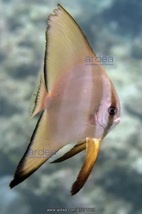 : Subadult Blunthead Batfish - NusaBay Menjangan Hotel house r : Subadult Blunthead Batfish - NusaBay Menjangan Hotel house r