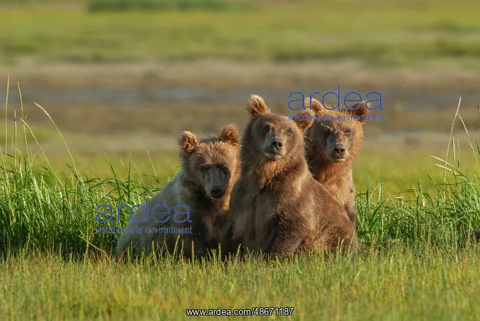 : Three subadult brown bears, Katmai National Park, Alaska : Three subadult brown bears, Katmai National Park, Alaska