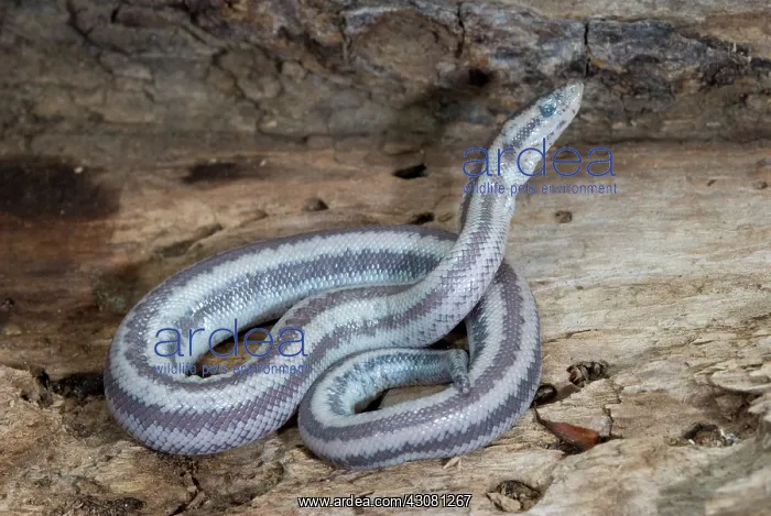  : Subadult Desert Rosy Boa