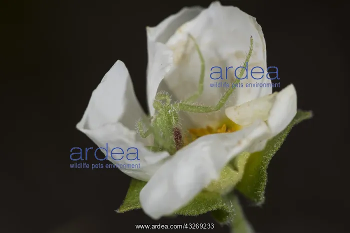 : Subadult male of green hairy crab spider (Heriaeus : Subadult male of green hairy crab spider (Heriaeus