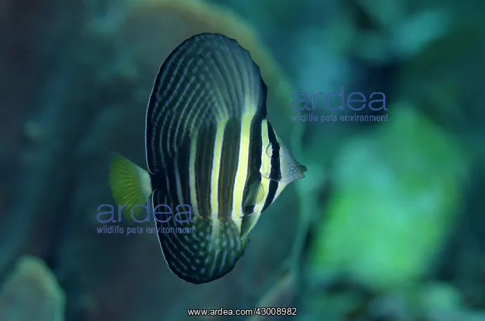  : Subadult Pacific Sailfin Tang Batu Angus dive site