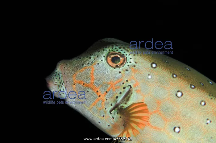 : Subadult Yellow Boxfish : Subadult Yellow Boxfish