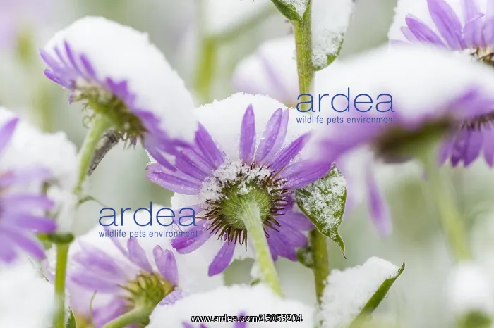 : Subalpine daisy / fleabane (Erigeron peregrinus) covered : Subalpine daisy / fleabane (Erigeron peregrinus) covered