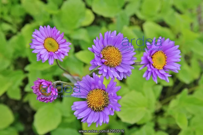 : Subalpine Daisy's / Fleabane - closeup : Subalpine Daisy's / Fleabane - closeup