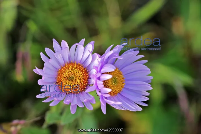 : Subalpine Daisy's / Fleabane - closeup : Subalpine Daisy's / Fleabane - closeup