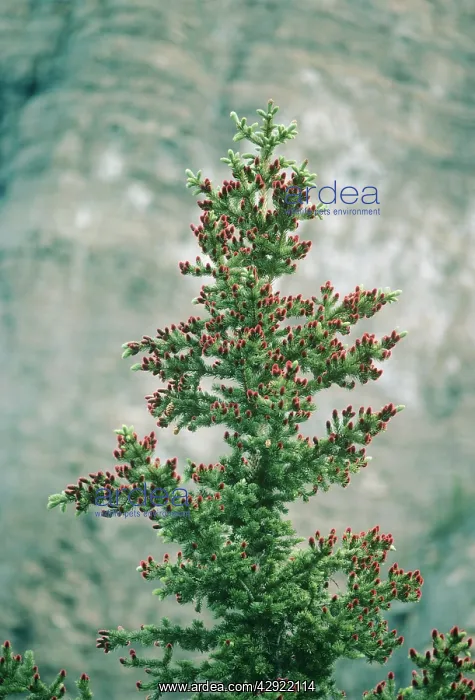 : Subalpine Fir - with young cones : Subalpine Fir - with young cones