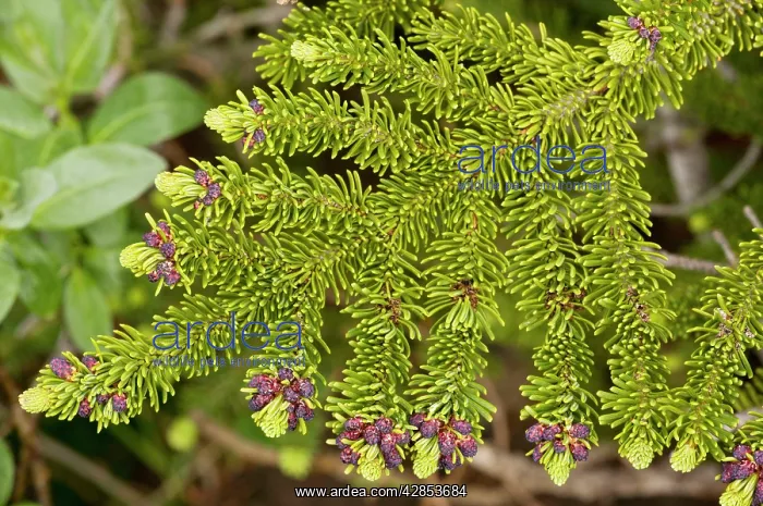 : Subalpine Fir - young foliage (needles) : Subalpine Fir - young foliage (needles)